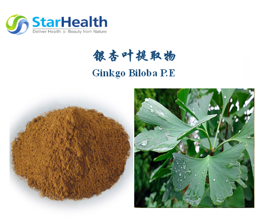 銀杏葉提取物 - Ginkgo Biloba P.E