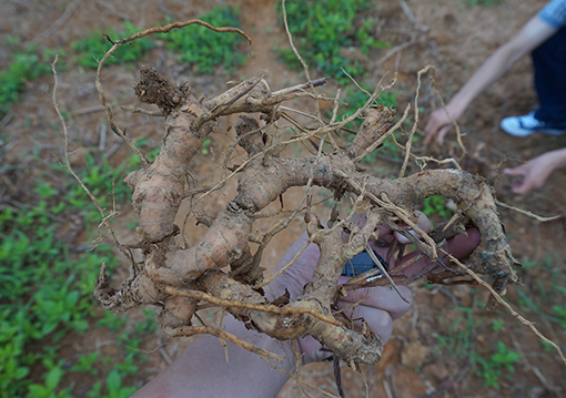 小良姜 - Galanga Root